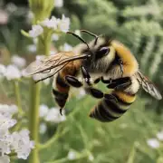 蜜蜂的活动方式是什么?
