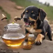 修狗为什么要用蜜蜂的蜜?