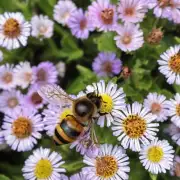 为什么蜜蜂会在春天乱飞?