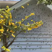 诱蜜蜂进入房屋的活动地点是多少?