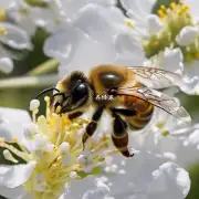 白砂糖如何帮助蜜蜂繁殖?