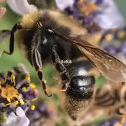 如何才能识别蜜蜂的栖息地?
