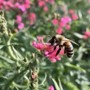 蜜蜂飞的路线如何?