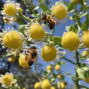 蜜蜂喜欢在哪些地方寻找水果?