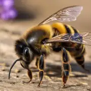 蜜蜂的生存环境有哪些?