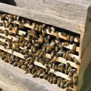 如何在蜜蜂箱中放置蜜蜂?