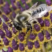 蜜蜂飞的速度如何?