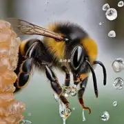 如何用水清洗蜜蜂的嘴巴?