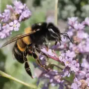 野山蜜蜂的食物来源是什么?