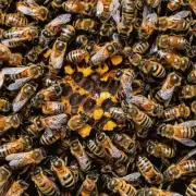 蜜蜂如何传播种子的方式是什么?