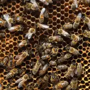 蜜蜂为什么要在人工环境中筑巢?