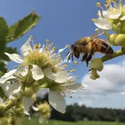 蜜蜂是如何在果树上寻找恋伴的?