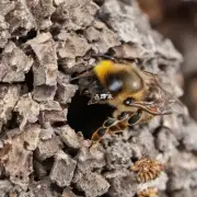 蜜蜂躲着马蜂窝的目的是什么?