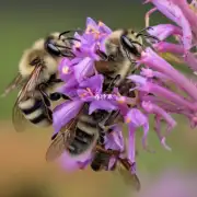 蜜蜂扎的感受如何影响它与其他蜜蜂的互动?