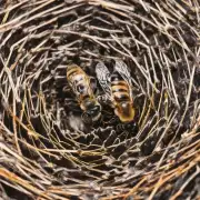 蜜蜂蜂巢的入口是什么形状?