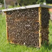 如何提高捕获蜜蜂 IOError 的成功率?