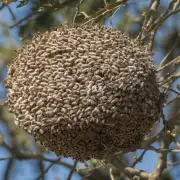 蜜蜂的窝点大小是多少?