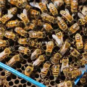 如何提高捕获蜜蜂 IOError 的效率?