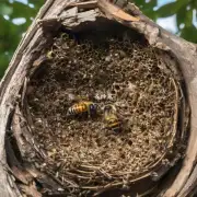 蜜蜂躲着马蜂窝的启发式是什么?