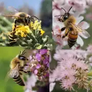 蜜蜂分蜂期中的不同阶段之间的时间差是多少?