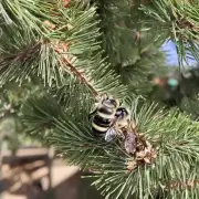 松树上有哪些类型的蜜蜂?