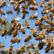 蜜蜂传播种子的方式如何影响种子的传播?