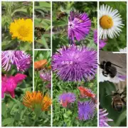蜜蜂采的哪个花朵?