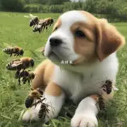 蜜蜂和小狗的沟通方式有什么不同?