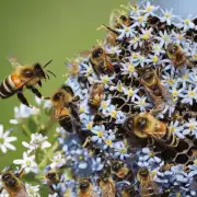 野蜜蜂的捕获与人类社会有什么关系?