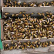 长沙有哪些养蜜蜂的组织?
