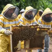 长沙有哪些养蜜蜂的技巧?