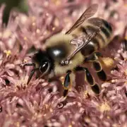 怎样才能帮助蜜蜂蛰脸恢复正常?