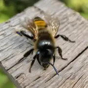 如何处理野生蜜蜂峰王的样本?