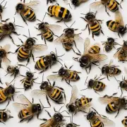 如何储存野生蜜蜂峰王的样本?