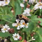 蜜蜂过冬的具体食物是什么?