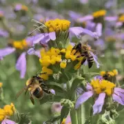 野蜜蜂的捕获地点有哪些?