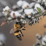 蜜蜂过冬的具体时间是什么?