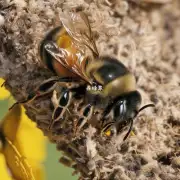 野蜜蜂是如何传播病虫的?