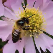 蜜蜂为什么要在开花之前寻找水?