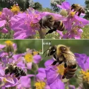 诱蜜蜂的传播途径有哪些?