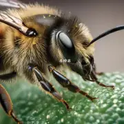 如何控制蜜蜂黑头病的传播?