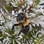 蜜蜂在冬季如何保持体温?