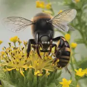 野蜜蜂在传播病虫时有哪些行为?