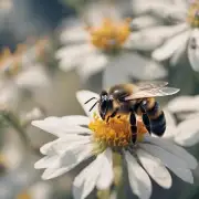 蜜蜂说话的语气如何影响听众的感受?