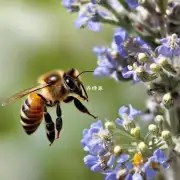 如何利用蜜蜂的蜂蜜?