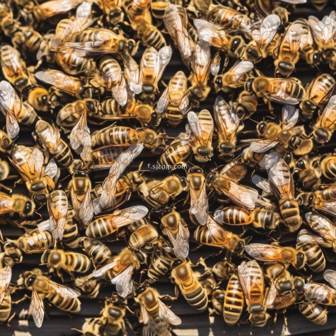 当一个集体蜜蜂不合群时应该如何处理?