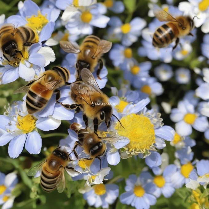 蜜蜂的生存环境对它们的行为模式产生了什么影响?
