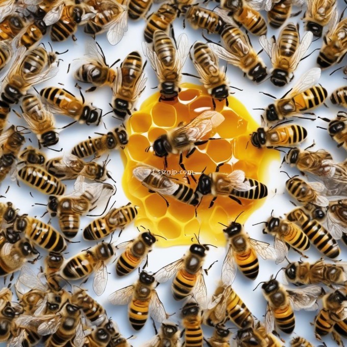 蜜蜂小羊的蜂蜜是由几只蜜蜂酿制而成?