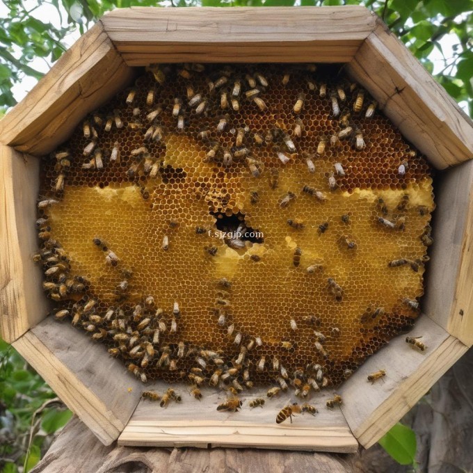 你知道吗?有些工蜂会在蜂箱的上部建造出蜂蜜来存放他们的蜜糖和卵子以便将来孵化出更多的幼蜂那么请你告诉我在蜂群中一只工蜂能在一周的时间里产多少个蛋呢?