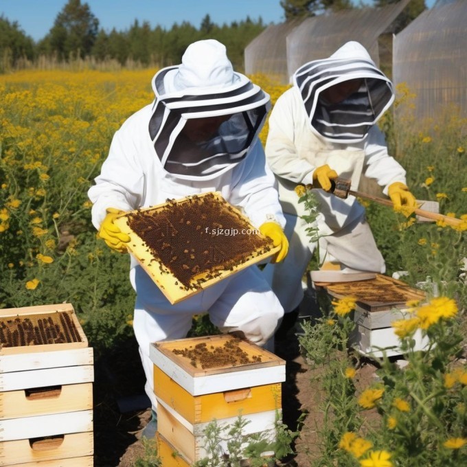 养蜂人该如何提高蜜蜂生产率?